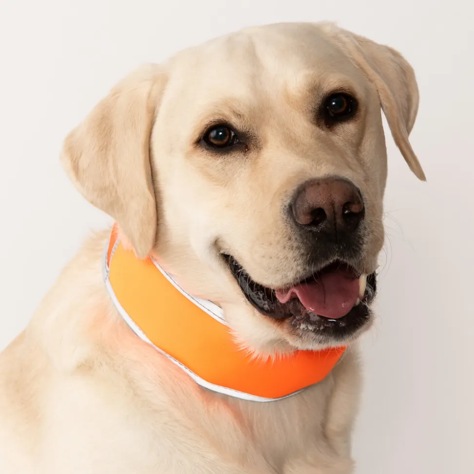 CoolerDog Hi-Vis Orange Cooling Collar - Size Large