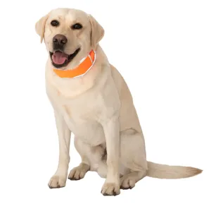 CoolerDog Hi-Vis Orange Cooling Collar - Size Large