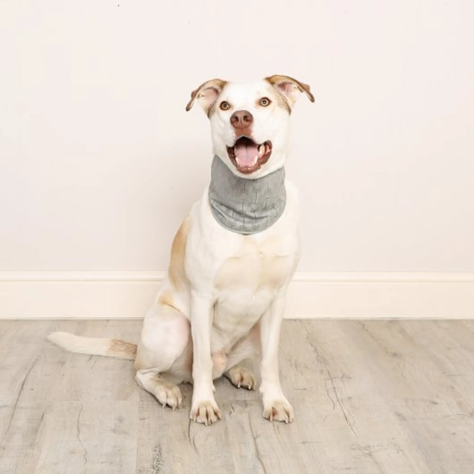 Dog Cooling Bandana