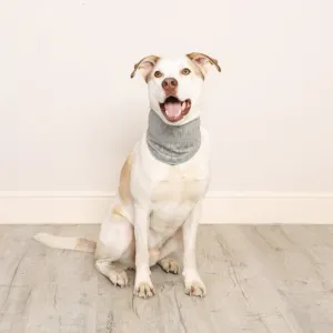 Dog Cooling Bandana
