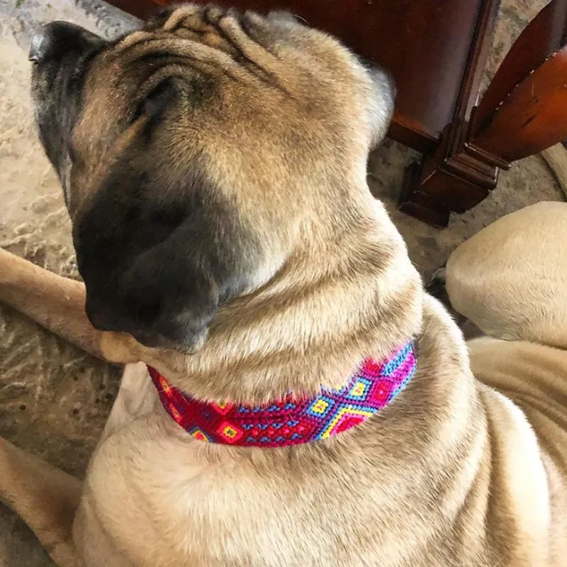 Embroidered Dog Collar - Genuine Leather | Mai Tai
