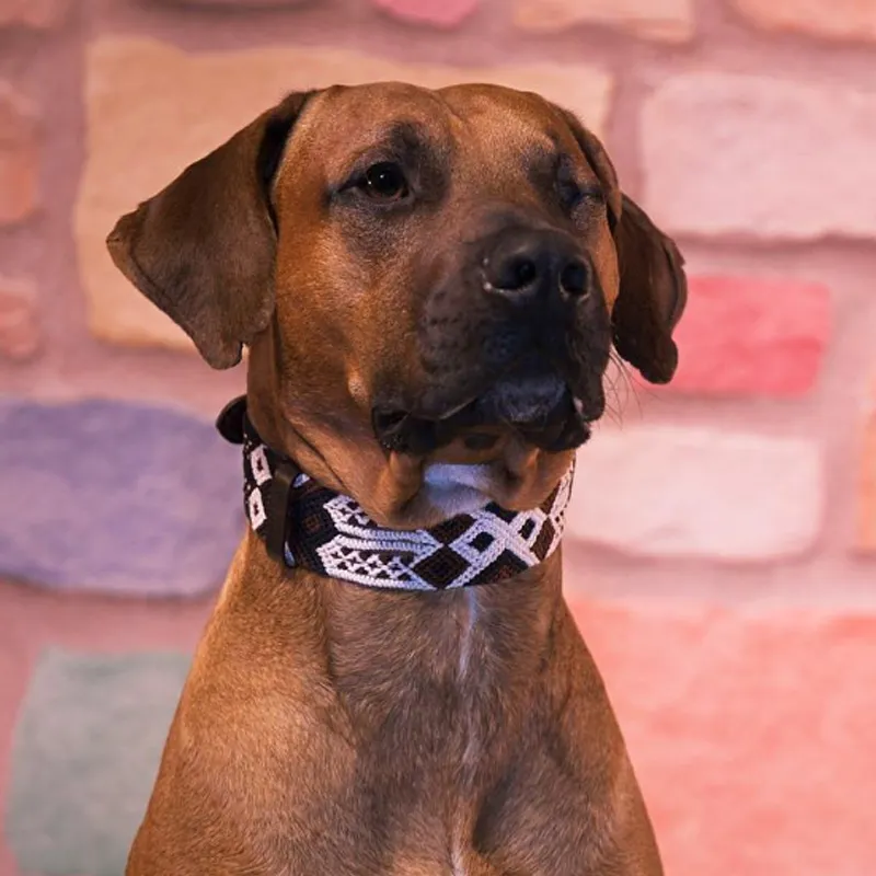 Embroidered Dog Collar - Genuine Leather | Muddy Paws