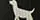 Jeffers Reflective Hound Series Nylon Dog Collars, 3/4" Adjustable 14"-22"