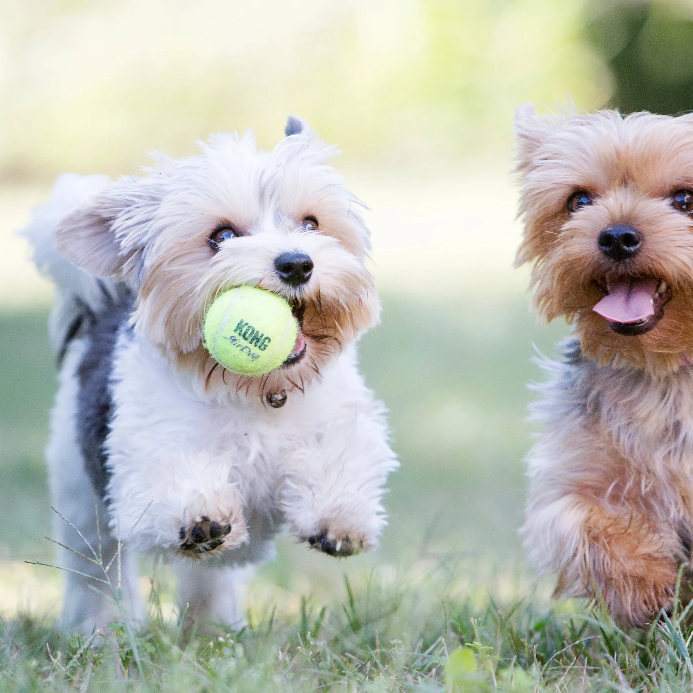 KONG Airdog SqueakAir Tennis Balls Small 3 Pack