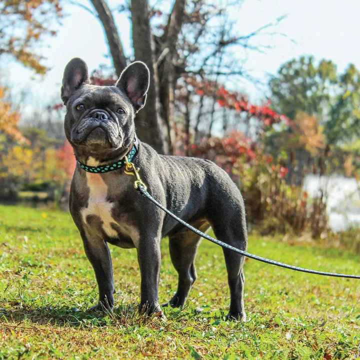 Leash | Black & Aqua Dots